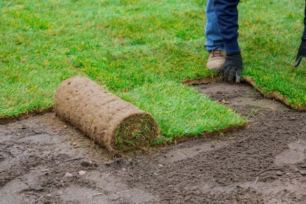 A photo of sod being laid.